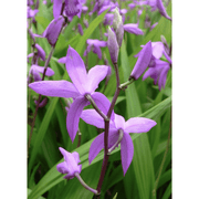 Aquipond Plantes aquatiques Bletilla striata - Orchidée jacinthe d'eau - Plante de berge