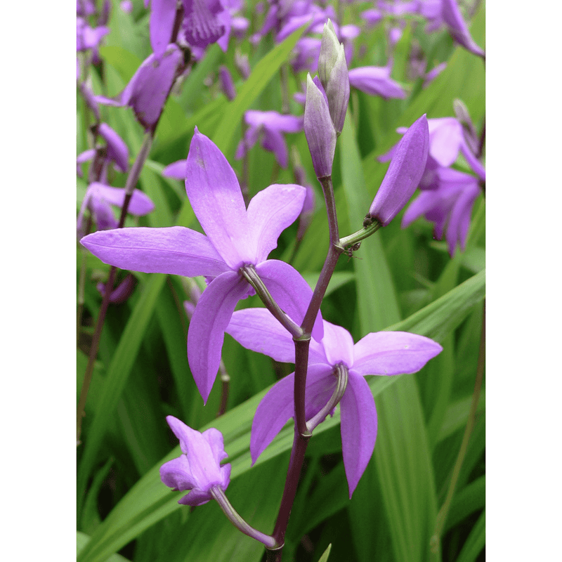 Aquipond Plantes aquatiques Bletilla striata - Orchidée jacinthe d'eau - Plante de berge