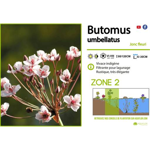 Aquipond Plantes aquatiques Butomus umbellatus - Jonc fleuri - Plante de marais
