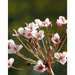 Aquipond Plantes aquatiques Butomus umbellatus - Jonc fleuri - Plante de marais