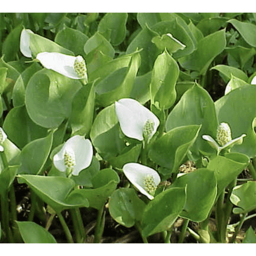 Aquipond Plantes aquatiques Calla palustris (Blanche) - Arum des marécages - Plante de berge