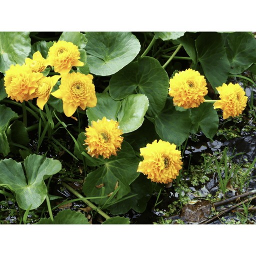 Aquipond Plantes aquatiques Caltha palustris ‘Multiplex’ - Populage des berge