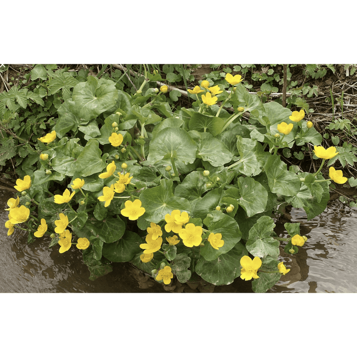 Aquipond Plantes aquatiques Caltha palustris - Populage des marais