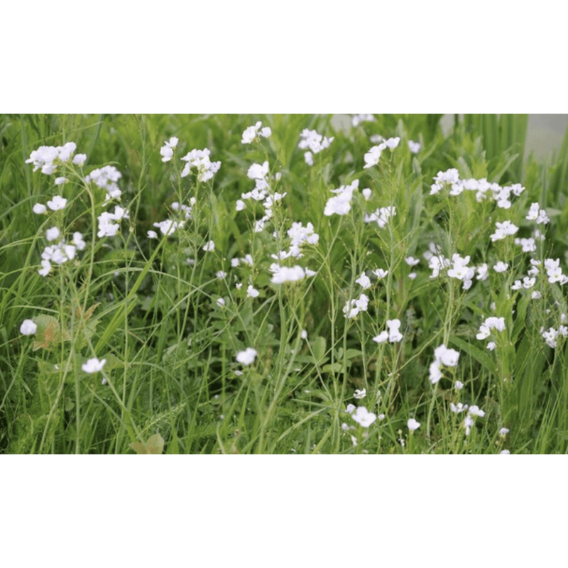 Aquipond Plantes aquatiques Cardamine praetensis - Cardamine des prés - Plante de berge