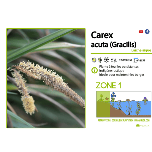 Aquipond Plantes aquatiques Carex acutiformis - Laîche des marais - Plante de berge