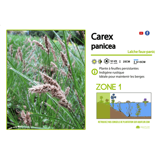 Aquipond Plantes aquatiques Carex panicea - Laîche faux-panic - Plante de berge - Par 3 pièces
