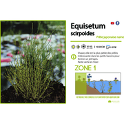 Aquipond Plantes aquatiques Equisetum scirpoïdes - Prêle japonaise naine - Plante de berge