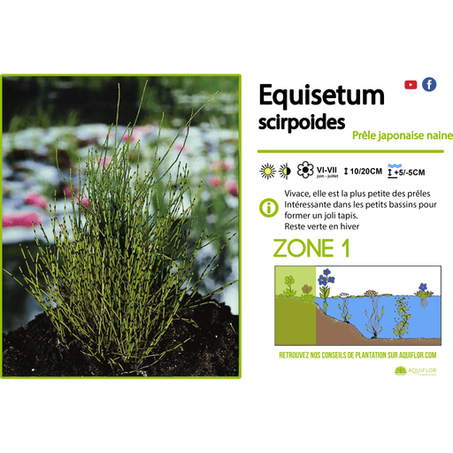 Aquipond Plantes aquatiques Equisetum scirpoïdes - Prêle japonaise naine - Plante de berge