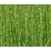Aquipond Plantes aquatiques Equisetum scirpoïdes - Prêle japonaise naine - Plante de berge