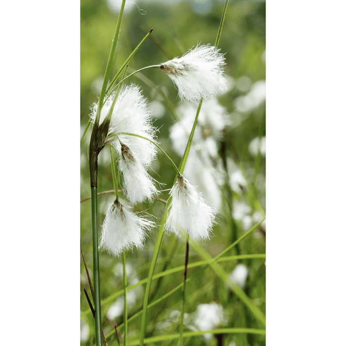 Aquipond Plantes aquatiques Eriophorum augustifolium - Linaigrette - Plante de berge