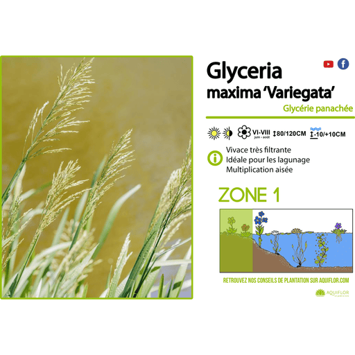 Aquipond Plantes aquatiques Glyceria Maxima 'Variegata' - Glycerie aquatique - Plante de berge - Par 3 pièces