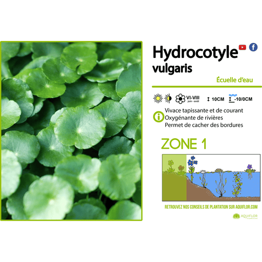 Aquipond Plantes aquatiques Hydrocotyle Vulgaris - Ecuelle d'eau - Plante de berge - Par 3 pièces