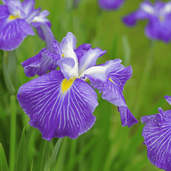 Aquipond Plantes aquatiques Iris Kaempfery (Ensata) - Iris mauve/blanc - Plante de berge