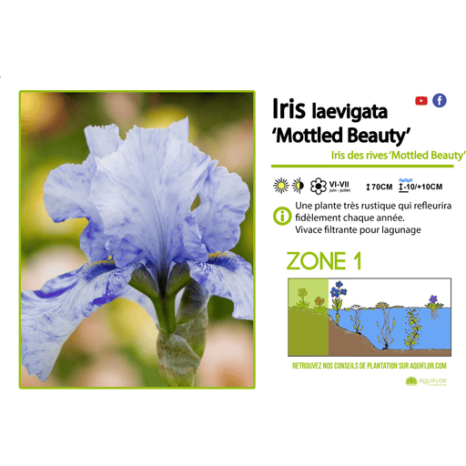 Aquipond Plantes aquatiques Iris Laevigata Mottle Beauty - Plante de berge - Par 3 pièces