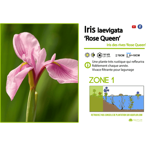 Aquipond Plantes aquatiques Iris Laevigata Rose Queen - Iris Rose - Plante de berge