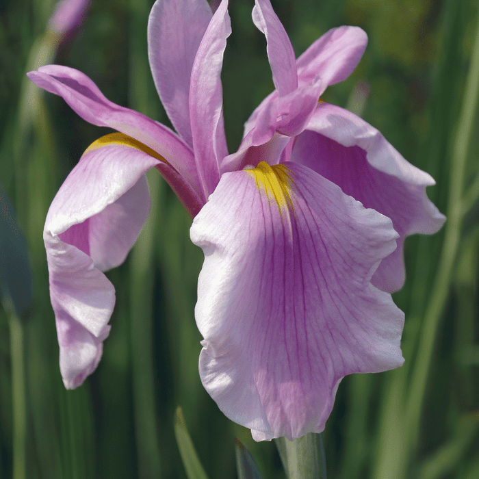 Aquipond Plantes aquatiques Iris Laevigata Rose Queen - Iris Rose - Plante de berge