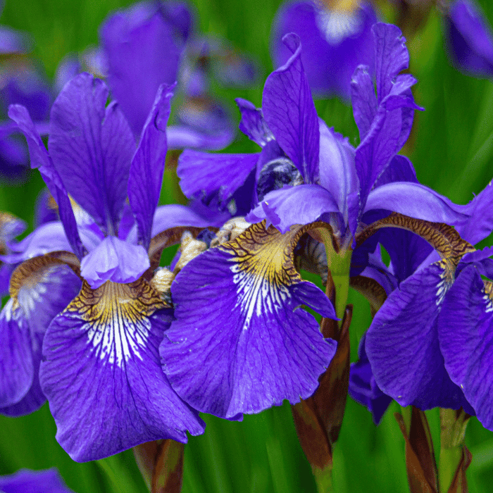 Aquipond Plantes aquatiques Iris Louisiana - Iris mauve de Louisiane - Plante de berge