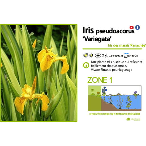 Aquipond Plantes aquatiques Iris Pseudoacorus - Iris de marais jaune - Plante de berge (La plus vendue!) - Par 3 pièces