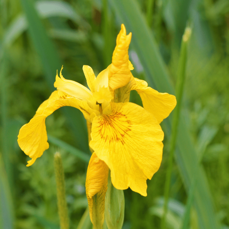 Aquipond Plantes aquatiques Iris Pseudoacorus - Iris de marais jaune - Plante de berge (La plus vendue!) - Par 3 pièces