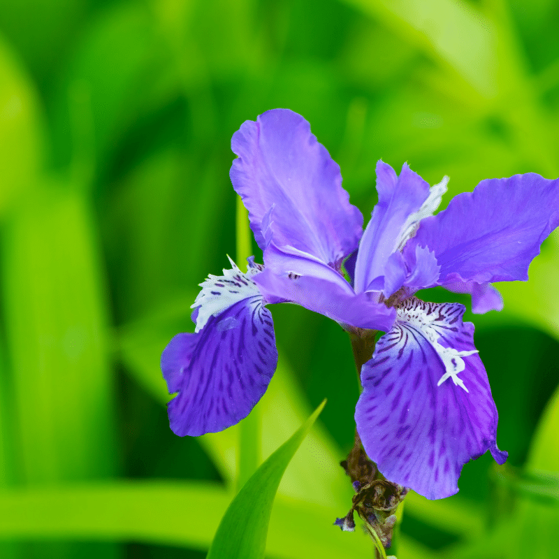 Aquipond Plantes aquatiques Iris Setosa - Iris de l'Alaska - Plante de berge