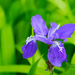 Aquipond Plantes aquatiques Iris Setosa - Iris de l'Alaska - Plante de berge