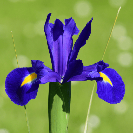 Aquipond Plantes aquatiques Iris Versicolor - Iris Versicolor mauve - Plante de berge
