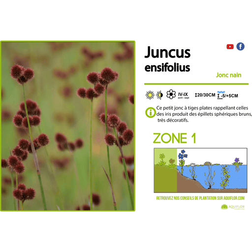 Aquipond Plantes aquatiques Juncus Ensifolius - Jonc nain - Plante de marais