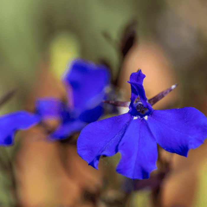 Aquipond Plantes aquatiques Lobelia Syphilitica - Grande lobélie - Plante de berges