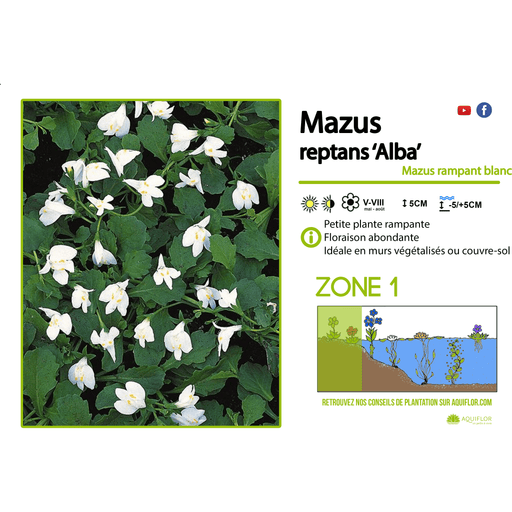 Aquipond Plantes aquatiques Mazus Reptans Alba - Mazus rampant blanc - Plante de berge - Par 3 pièces