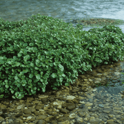 Aquipond Nasturtium Officinalis - Cresson de fontaine - Plantes de berge - Par 3 pièces
