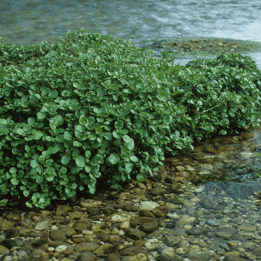 Aquipond Nasturtium Officinalis - Cresson de fontaine - Plantes de berge - Par 3 pièces
