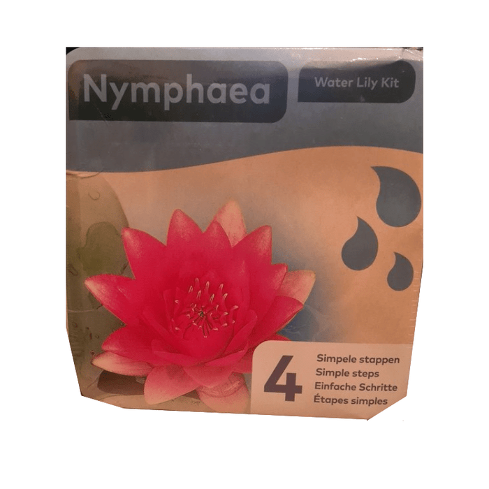 Nénuphar Blanc - Nymphaea en KIT sec —