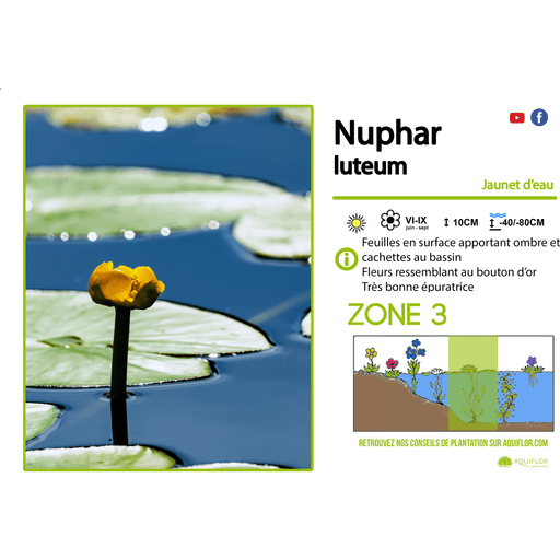 Aquipond Plantes aquatiques Nuphar Luteum - Jaunet d'eau - Plante zone profonde