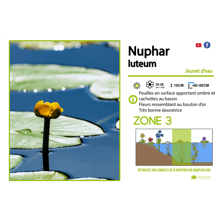 Aquipond Plantes aquatiques Nuphar Luteum - Jaunet d'eau - Plante zone profonde