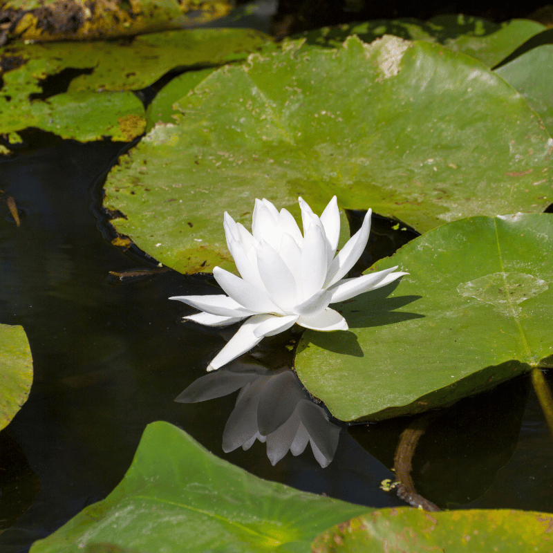Aquipond Plantes aquatiques Nymphaea Alba - Nénuphar Blanc - Nénuphar de nos régions ! NymAlbWEB
