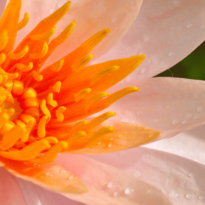 Aquipond Plantes aquatiques Nymphaea Aurora - Grand nénuphar Cuivre (orange) NymAurWEB