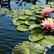 Aquipond Plantes aquatiques Nymphaea Charles de Meurvilles - Nénuphar Rouge NymChaWEB