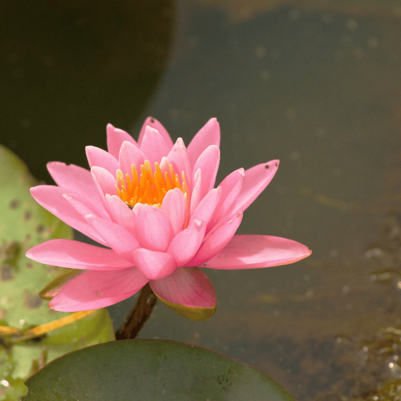 Aquipond Plantes aquatiques Nymphaea Fire Crest - Grand nénuphar Rose NymFirWEB