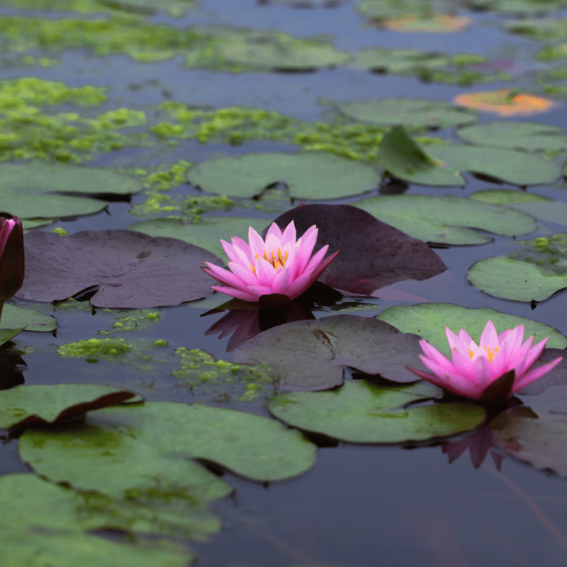 Aquipond Plantes aquatiques Nymphaea Fire Crest - Grand nénuphar Rose NymFirWEB