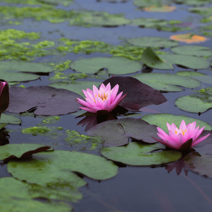 Aquipond Plantes aquatiques Nymphaea Fire Crest - Grand nénuphar Rose NymFirWEB