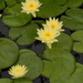 Aquipond Plantes aquatiques Nymphaea Joey Tomack - Nénuphar Jaune NymJoeWEB