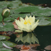 Aquipond Plantes aquatiques Nymphaea Nain Pygmea Helvola  - Nénuphar Nain Jaune NymHelWEB