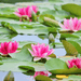 Aquipond Plantes aquatiques Nymphaea Nain Pygmea Rubra - Nénuphar Nain Rouge NymPygWEB