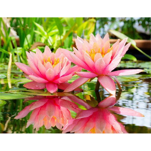 Aquipond Plantes aquatiques Nymphaea Rose Fabiola - Nénuphar Fabiola