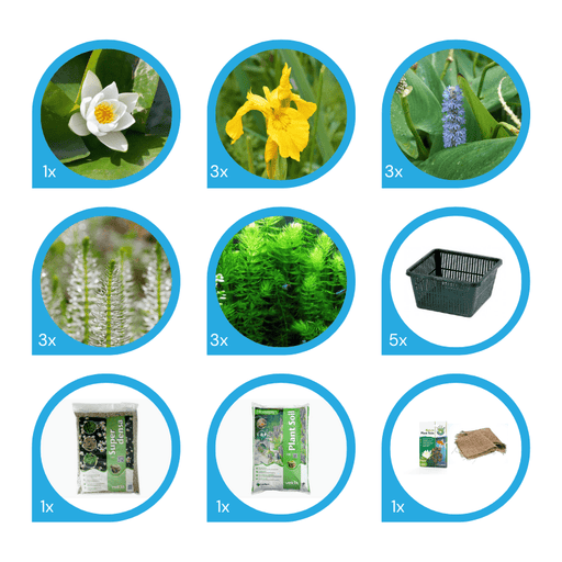 Aquipond Pack de plantes aquatiques - 13 plantes pour bassin jusque 1000 litres PackPlantes13