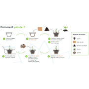 Aquipond Pack de plantes aquatiques - 26 plantes pour bassin jusque 2000 litres PackPlantes13