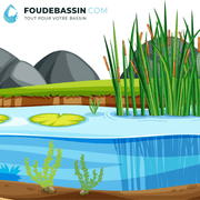 Aquipond Pack de plantes aquatiques - 26 plantes pour bassin jusque 2000 litres PackPlantes13