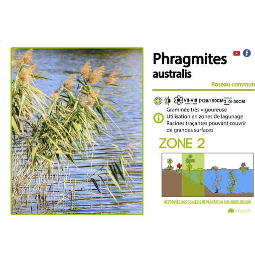 Aquipond Phragmites Australis - Roseau commun - Plante de berge - Par 3 pièces