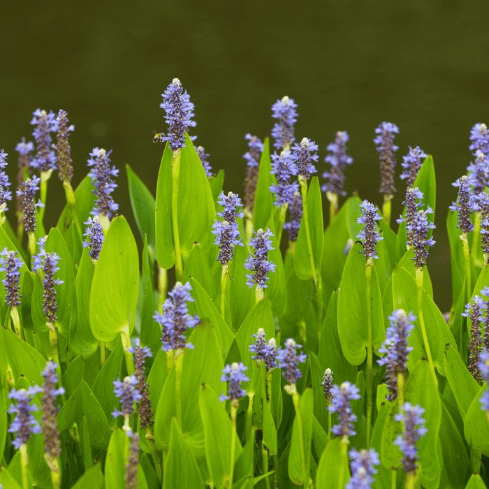 Aquipond Pontederia Lanceolata - Pontédérie à feuilles lancéolées - Plante immergée