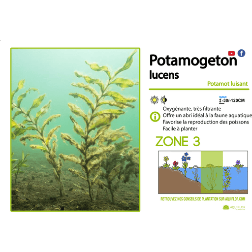 Aquipond Potamogeton Lucens - Potamot luisant - Plante immergée oxygénante